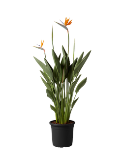 Plant Drop Orange Strelitzia Plant, Multi