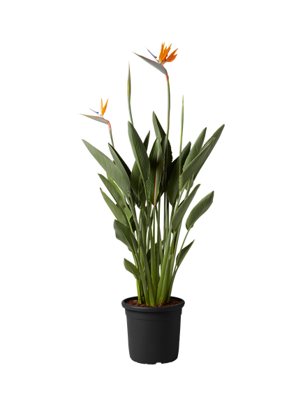 Plant Drop Orange Strelitzia Plant, Multi