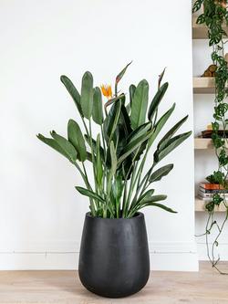 Plant Drop Orange Strelitzia Plant - view 2, Multi