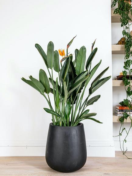 Plant Drop Orange Strelitzia Plant - view 2, Multi
