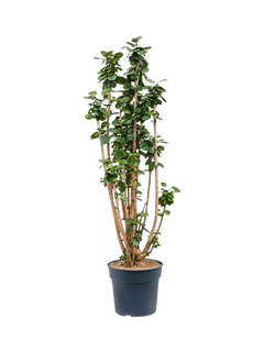 Plant Drop Shade Aralia Plant