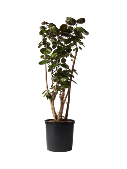 Plant Drop Shade Aralia Plant, Multi