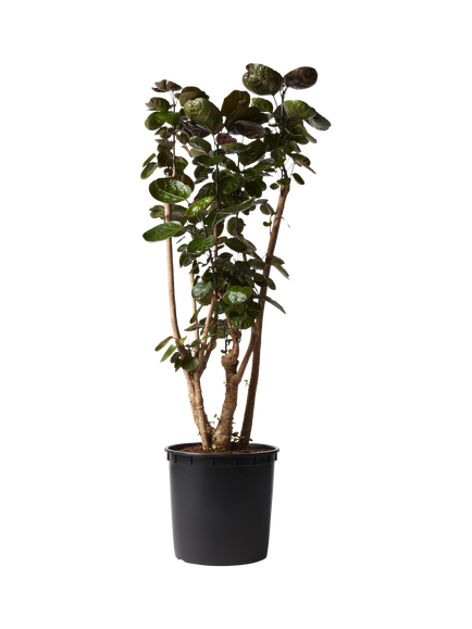 Plant Drop Shade Aralia Plant, Multi