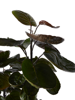 Plant Drop Shade Aralia Plant - view 2, Multi