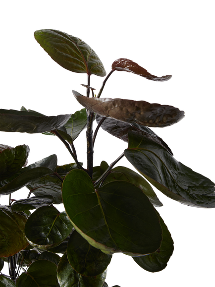 Plant Drop Shade Aralia Plant - view 2, Multi