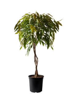 Plant Drop Amstel King Narrow Leaf Fig Tree, Multi