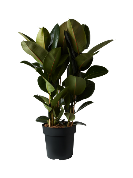Plant Drop Rubber Bush Plant, Multi