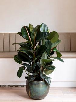 Plant Drop Rubber Bush Plant - view 2, Multi