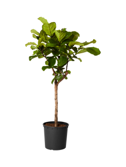 Plant Drop Fiddle-Leaf Fig Tree, Multi