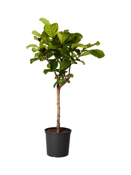 Plant Drop Fiddle-Leaf Fig Tree, Multi