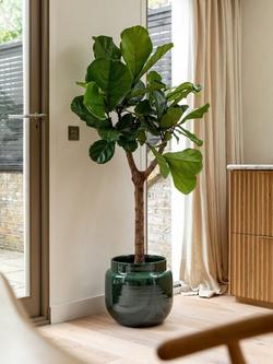 Plant Drop Fiddle-Leaf Fig Tree - view 2, Multi