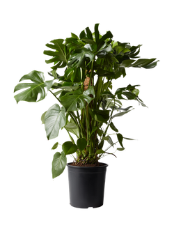 Plant Drop Swiss Cheese Moss Pole Plant, Multi