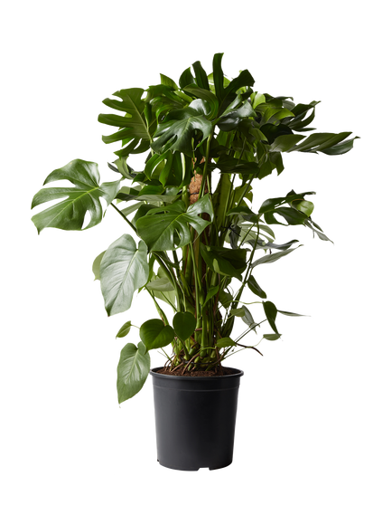 Plant Drop Swiss Cheese Moss Pole Living Plant, Multi