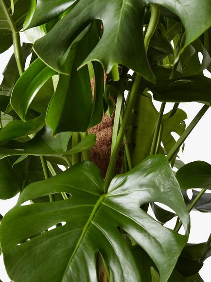 Plant Drop Swiss Cheese Moss Pole Living Plant - view 2, Multi