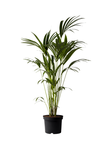 Plant Drop Large Kentia Palm Plant, Multi
