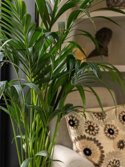 Plant Drop Large Kentia Palm Plant - view 2, Multi