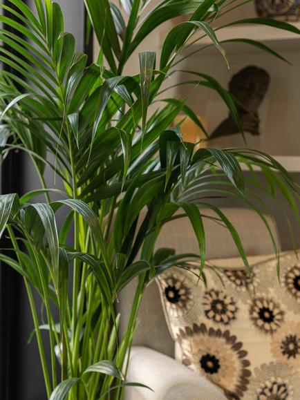 Plant Drop Large Kentia Palm Plant - view 2, Multi