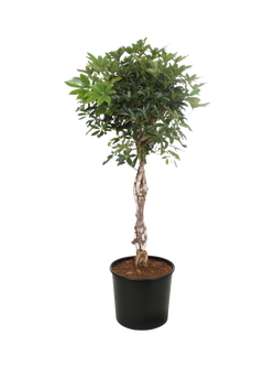 Plant Drop Umbrella Tree, Multi