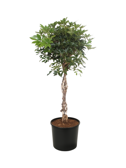 Plant Drop Umbrella Tree, Multi
