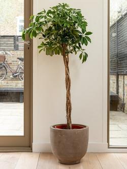 Plant Drop Umbrella Tree - view 2, Multi