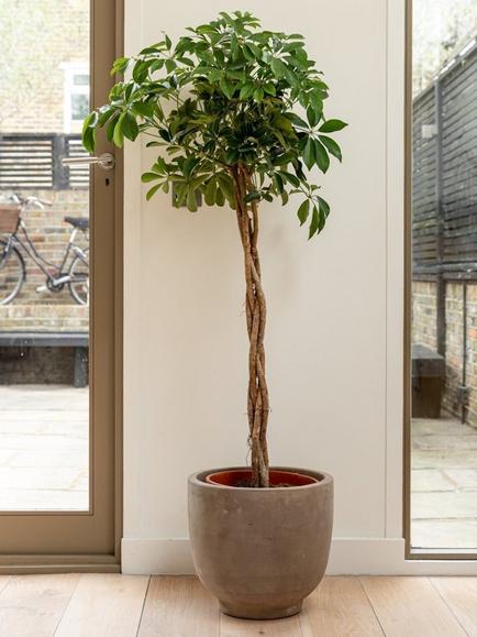 Plant Drop Umbrella Tree - view 2, Multi