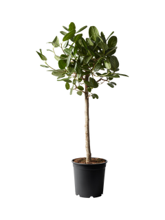 Plant Drop Bengal Fig Tree