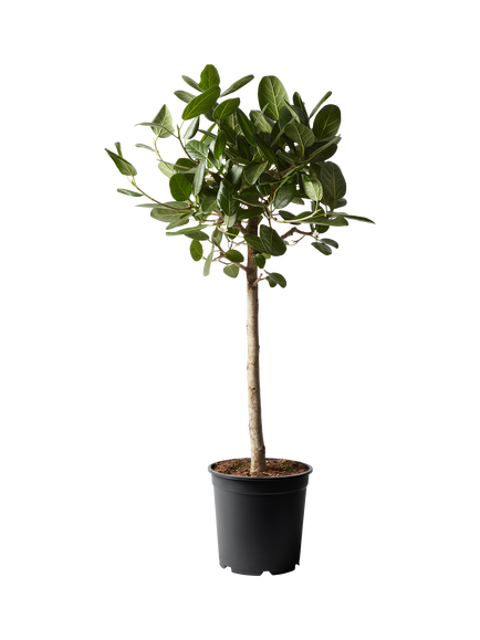 Plant Drop Bengal Fig Tree, Multi