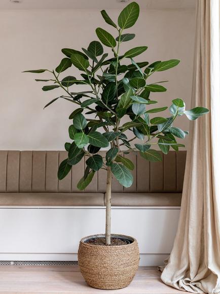 Plant Drop Bengal Fig Tree - view 2, Multi