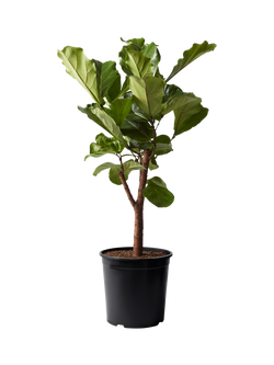 Plant Drop Branched Fig Tree, Multi