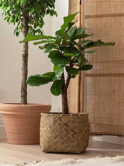 Plant Drop Branched Fig Tree - view 2, Multi