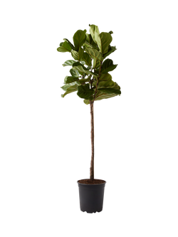 Plant Drop Thin Stem Fiddle-Leaf Fig Tree, Multi
