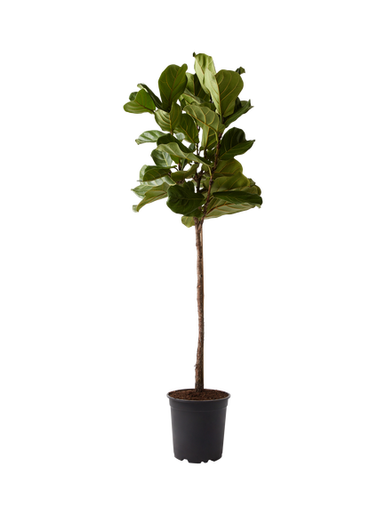 Plant Drop Thin Stem Fiddle-Leaf Fig Tree, Multi