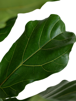 Plant Drop Thin Stem Fiddle-Leaf Fig Tree - view 2, Multi