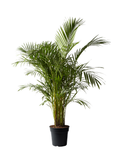 Plant Drop Areca Palm Plant, Multi