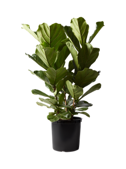 Plant Drop Fiddle-Leaf Fig Bush, Multi