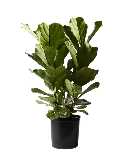 Plant Drop Fiddle-Leaf Fig Bush, Multi