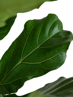 Plant Drop Fiddle-Leaf Fig Bush - view 2, Multi