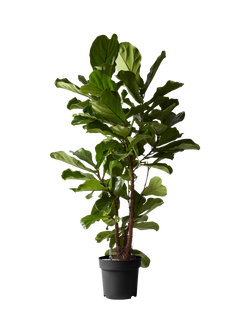 Plant Drop Large Branched Fig Tree, Multi