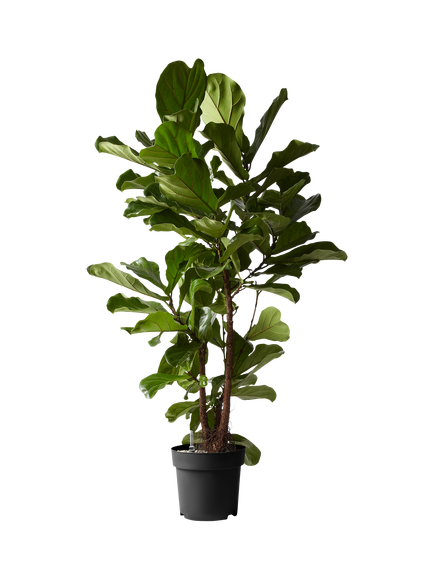 Plant Drop Large Branched Fig Tree, Multi