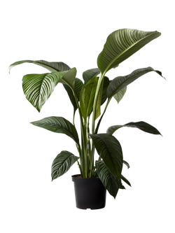 Plant Drop Large Leaf Peace Lily Plant, Multi