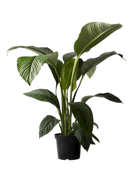 Plant Drop Large Leaf Peace Lily Plant, Multi