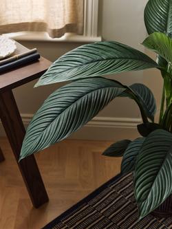 Plant Drop Large Leaf Peace Lily Plant - view 2, Multi