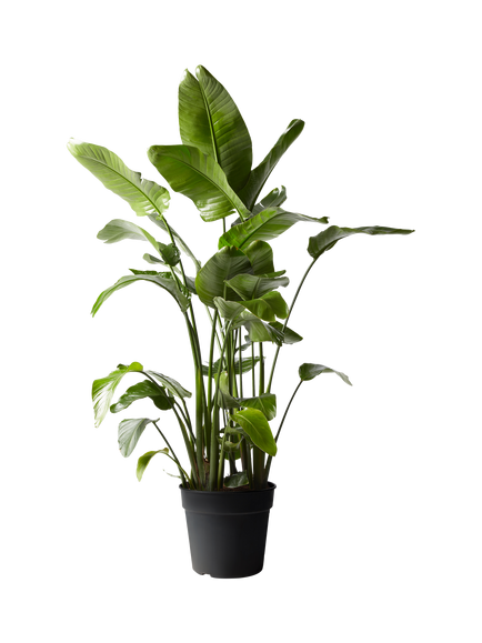 Plant Drop Giant Bird of Paradise Plant, Multi