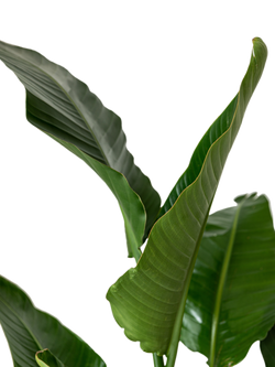 Plant Drop Giant Bird of Paradise Plant - view 2, Multi