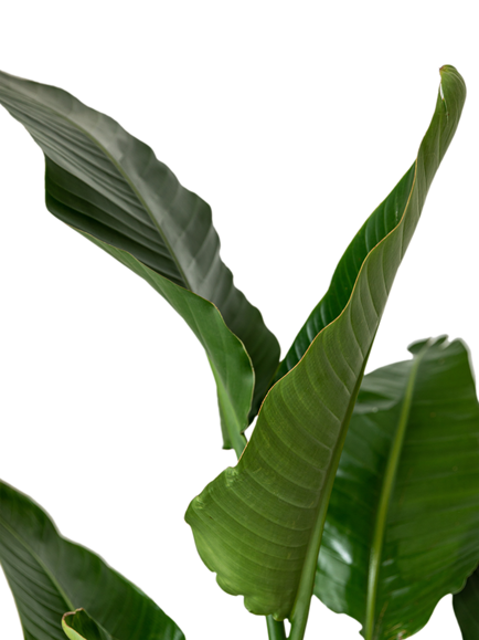 Plant Drop Giant Bird of Paradise Plant - view 2, Multi