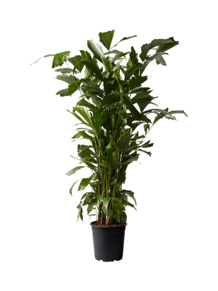 Plant Drop Burmese Fishtail Palm Plant, Multi
