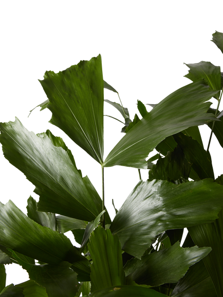 Plant Drop Burmese Fishtail Palm Plant - view 2, Multi