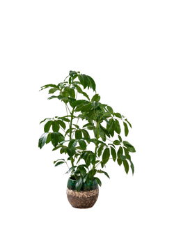 Plant Drop Umbrella Bush Plant, Multi