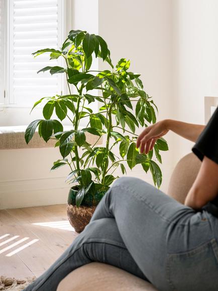 Plant Drop Umbrella Bush Plant - view 2, Multi