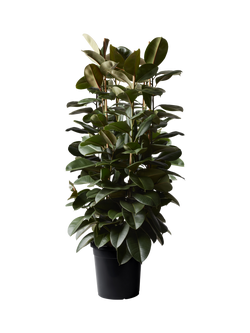 Plant Drop Extra Large Rubber Bush Plant, Multi